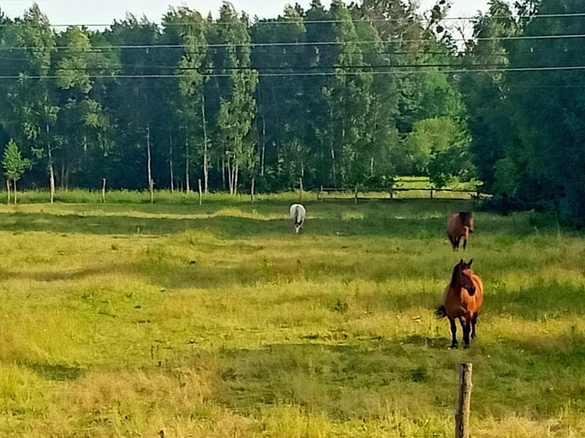 Sosnowa Polana Białowieża 外观 照片